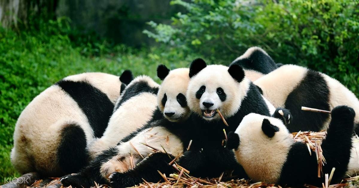 Panda Breeding Center and Historic Private Day Tour 