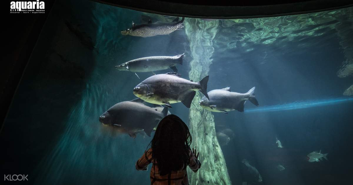 Aquaria Klcc Aquarium Tercanggih Di Malaysia