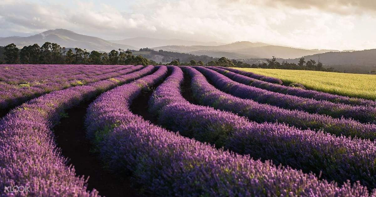 Soap Making Workshop In Bridestowe Lavender Estate Klook Uk