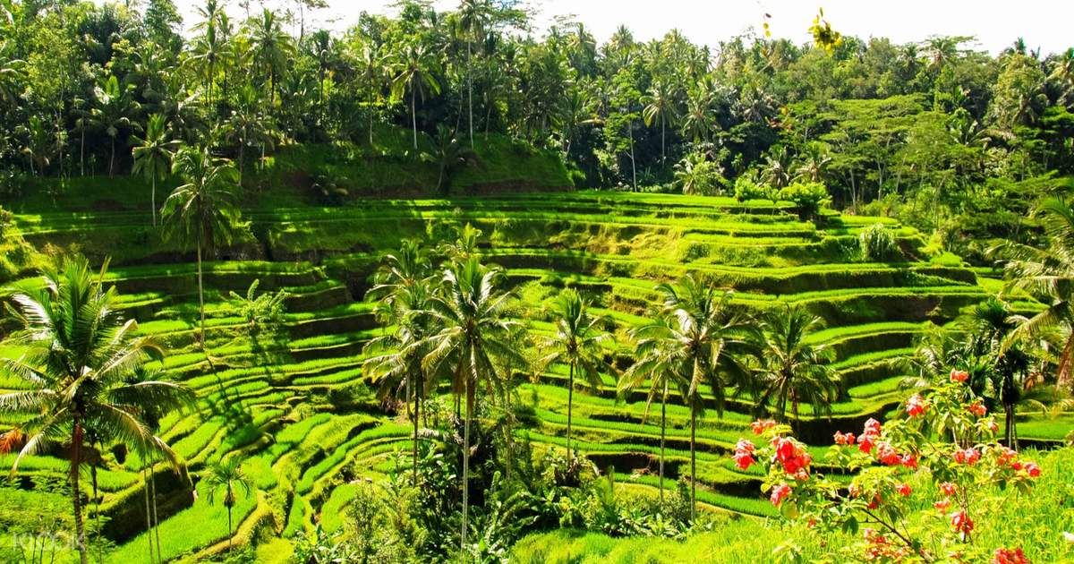 Bali Swing, Ayung River Rafting, dan Ubud Tour dengan ...