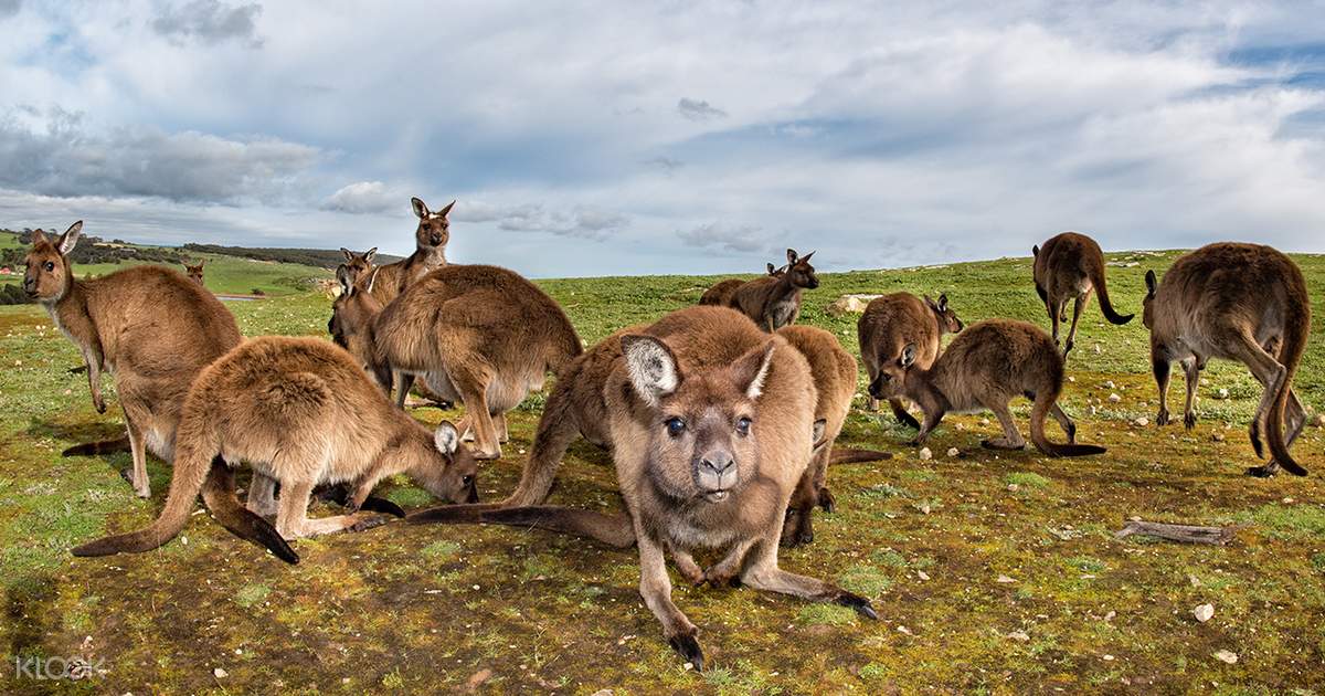 kangaroo tours