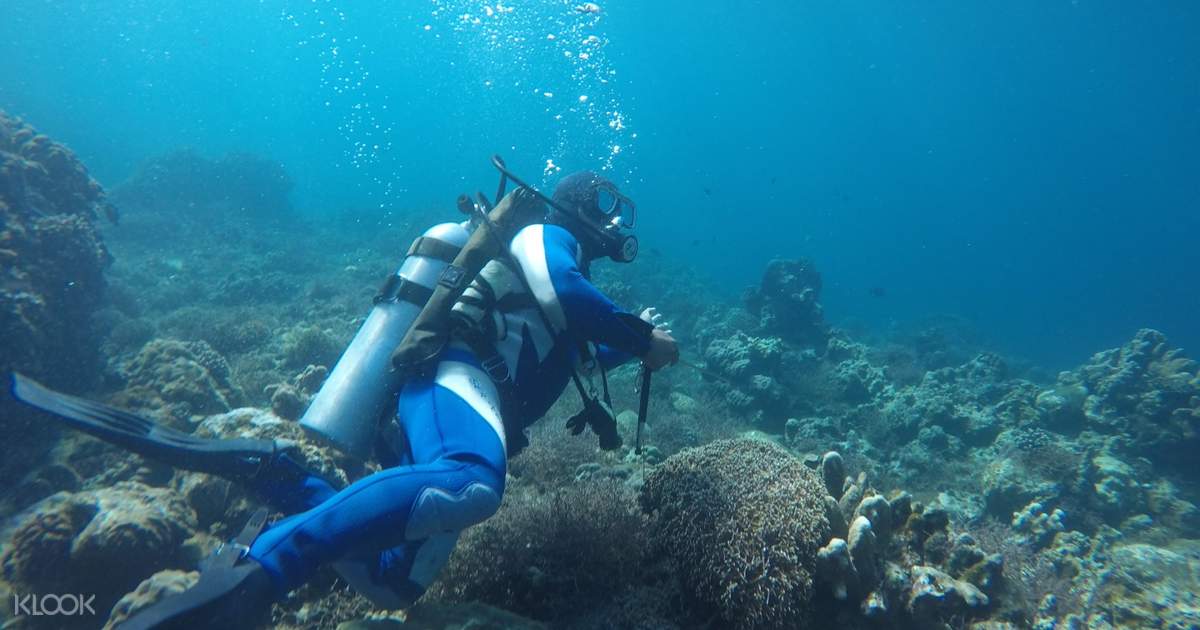 Sepoc Beach And Eagle Point Resort Scuba Diving In Anilao Klook Us