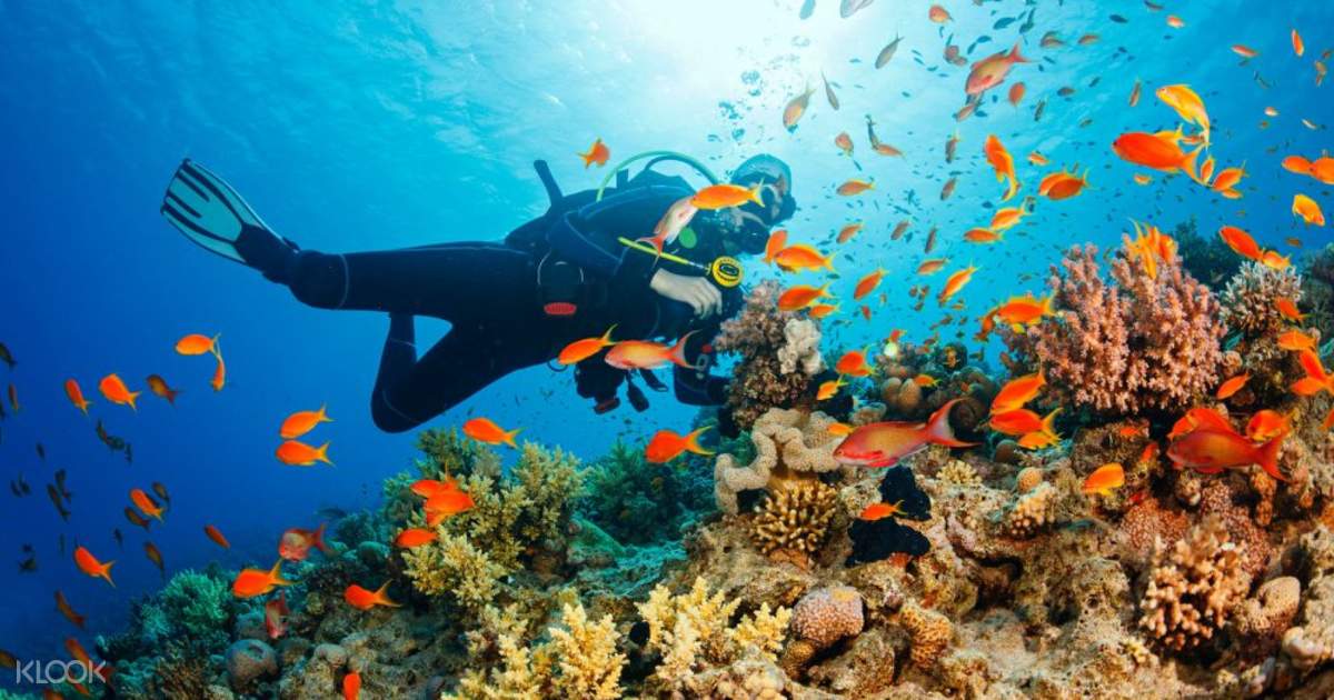 Scuba Diving Experience in a Private Island in Goa, India