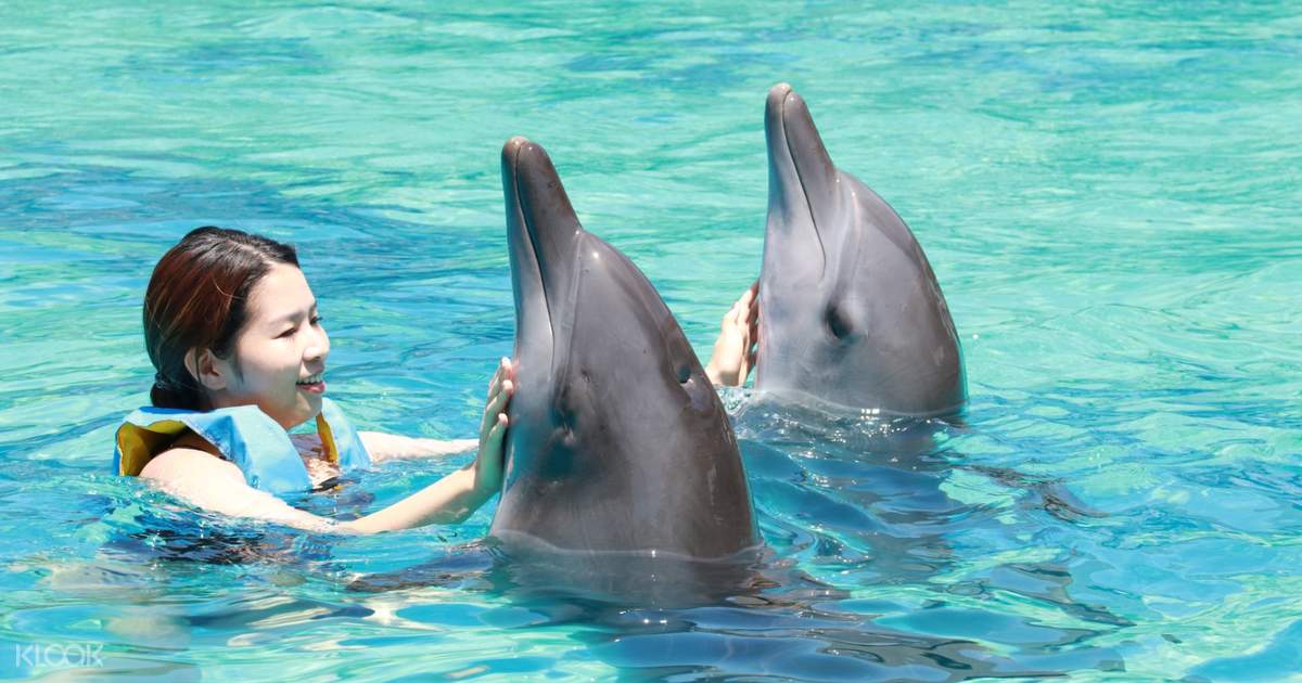 Dolphin Watching and Interaction Experience at Bali Exotic ...