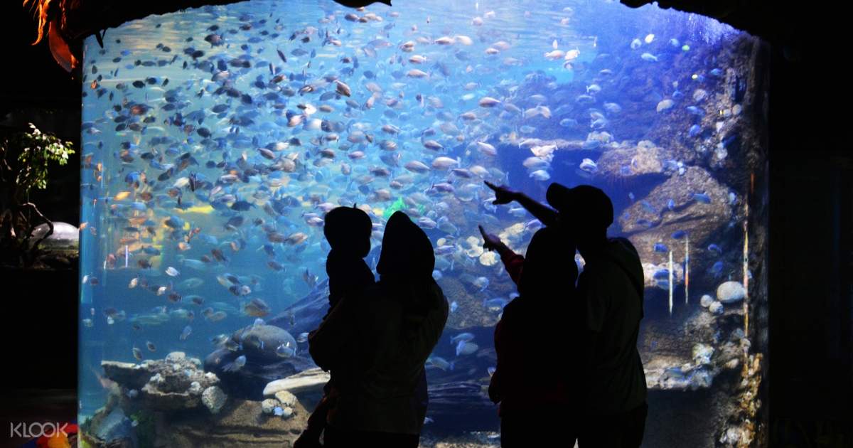 Lewati Antrean Tiket Sea World Ancol Di Jakarta Apabila kamu sudah membayar harga tiket masuk seaworld indonesia maka kamu dapat menikmati wahana seworld ancol, berikut ini merupakan harga tiket yang perlu dibayar sebelum masuk ke. lewati antrean tiket sea world ancol di jakarta