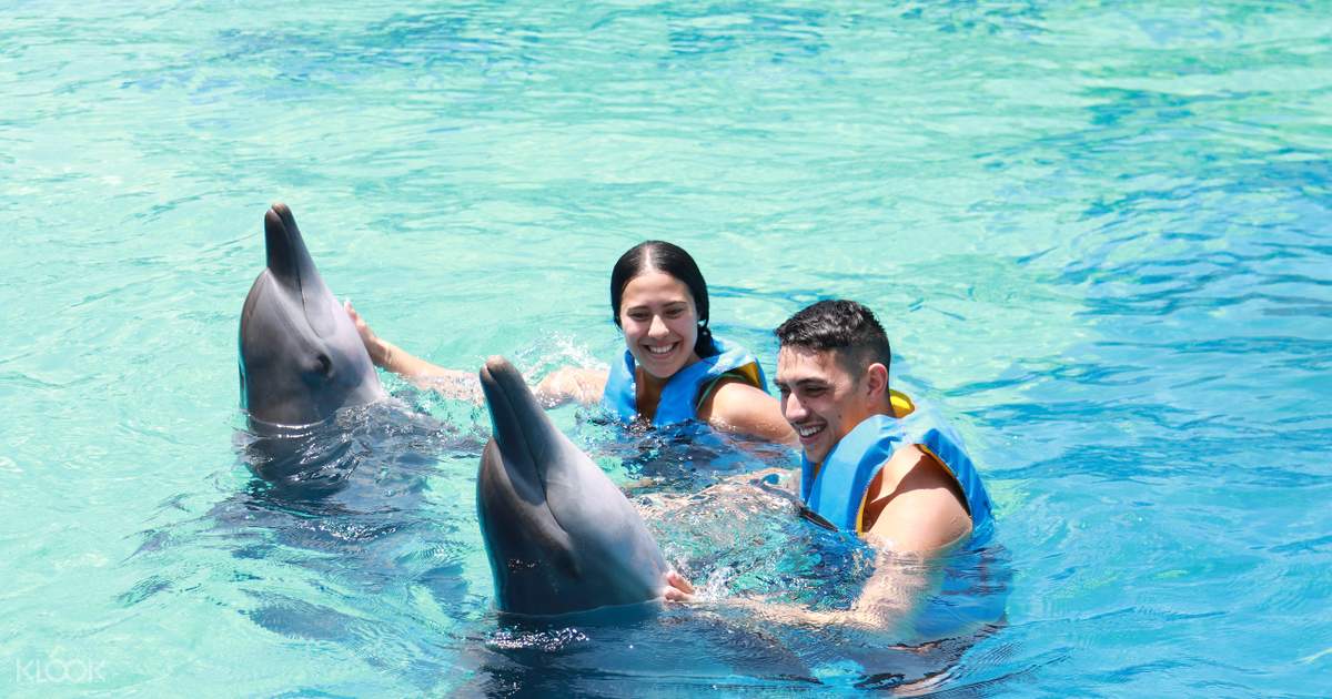 Dolphin Watching and Interaction Experience at Bali Exotic ...