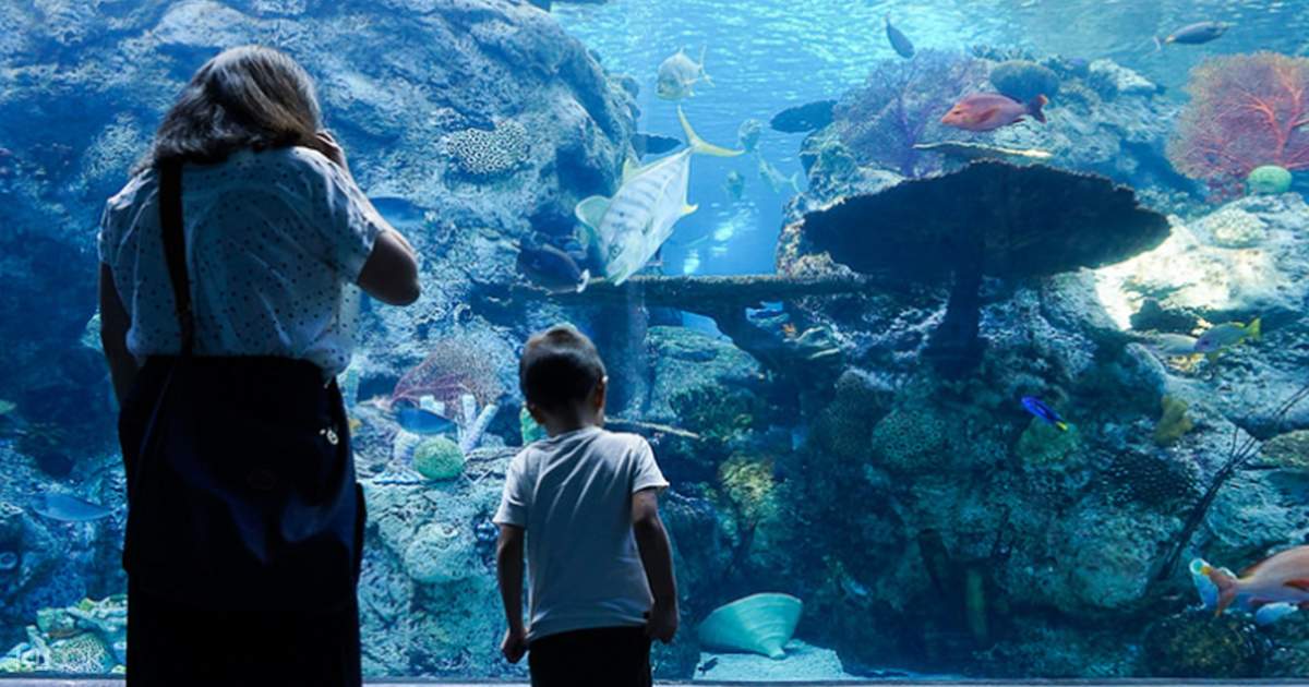 Los angeles aquarium tickets Get discount Aquarium of the Pacific at Night tickets for Aquarium of the Pacific Los Angeles. Goldstar has Aquarium of the Pacific at Night reviews, seat locations, and deals on tickets. /5(6).