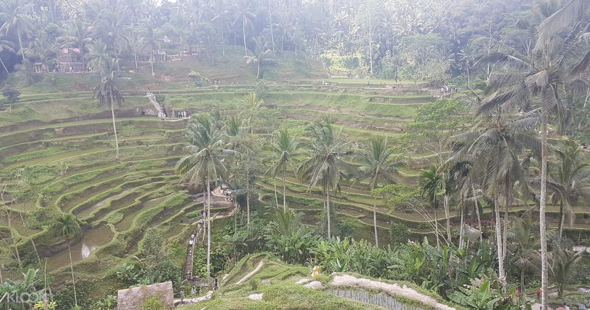 Ubud River Club, Waterfall Swing, and Tegalalang Rice ...