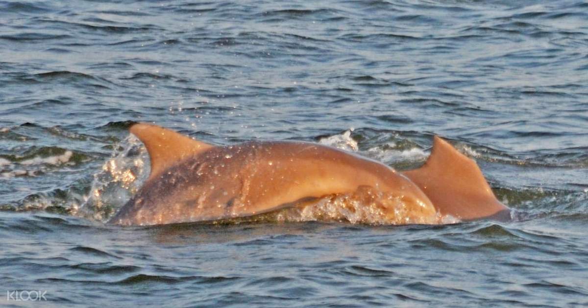 Cape May Dolphin Watch And Sunset Cruise Klook New Zealand