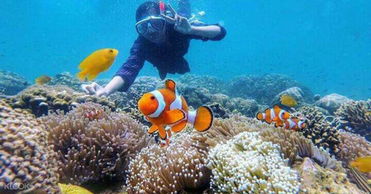 Gili Ketapang Snorkeling Tour Dari Surabaya Indonesia Klook