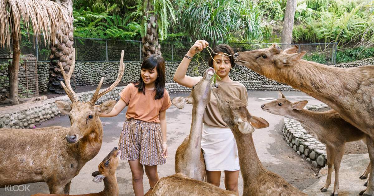 Bali Zoo Discount Tickets