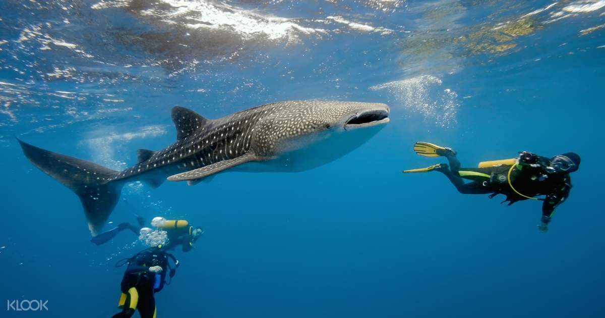 code adventures voucher g and Badian Canyoneering Whale Shark Snorkeling Oslob