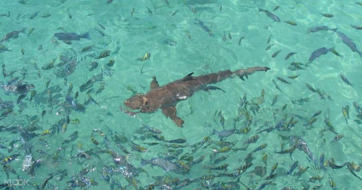 Snorkeling And Diving Adventures In Pulau Payar From Penang Klook Singapore