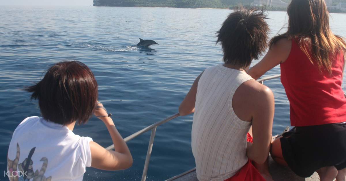 Dolphin Watching Dan Snorkeling Di Guam