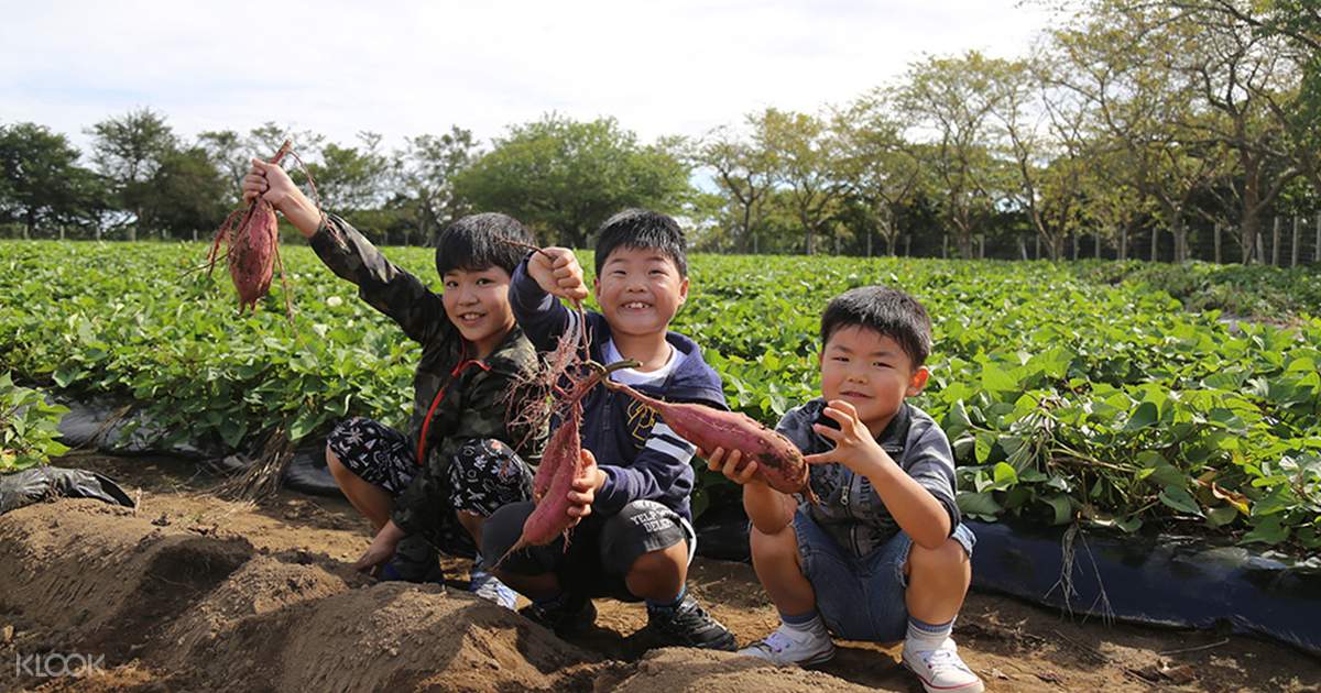 Up To 10 Off Chiba Mother Farm Ticket Tokyo Japan Klook Singapore