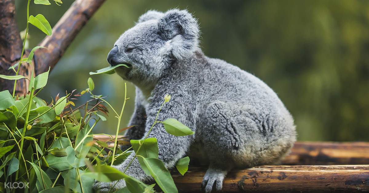 Lone Pine Koala Sanctuary Ticket Klook