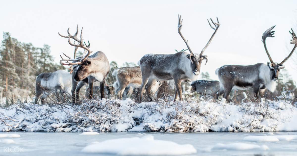 Ranua Wildlife Park Husky Farm And Reindeer Farm Arctic Animals