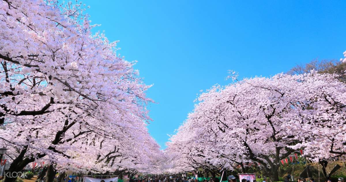 東京徒步賞櫻之旅 新宿御苑 上野公園 淺草 隅田川夜間巡航 Klook客路香港