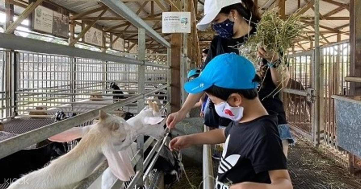 Farm Tour and Floral Fantasy Day Tour with Lunch in Singapore - Klook Canada