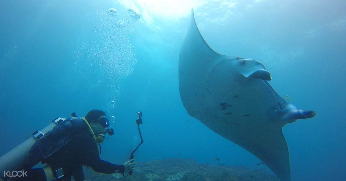 Scuba Diving di Nusa Penida, Indonesia