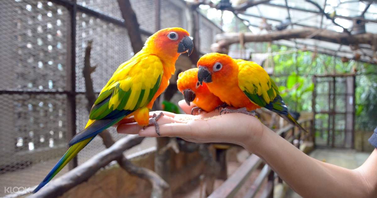 Activities For Kids Kl Tower Mini Zoo Jia Shin Lee