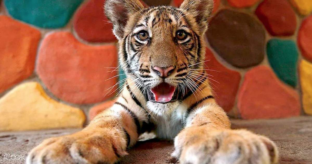 Sriracha Tiger Zoo Entry Ticket in Pattaya, Thailand