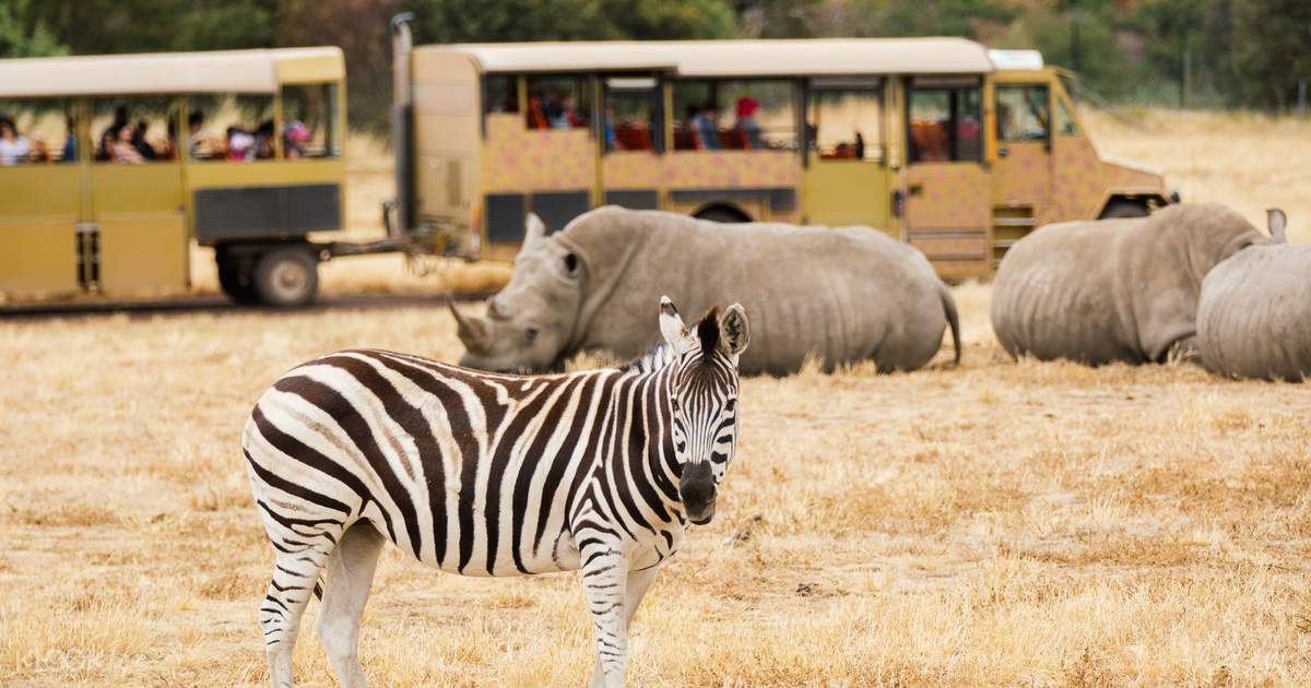 Tiket Masuk Umum Diskon Werribee Open Range Zoo