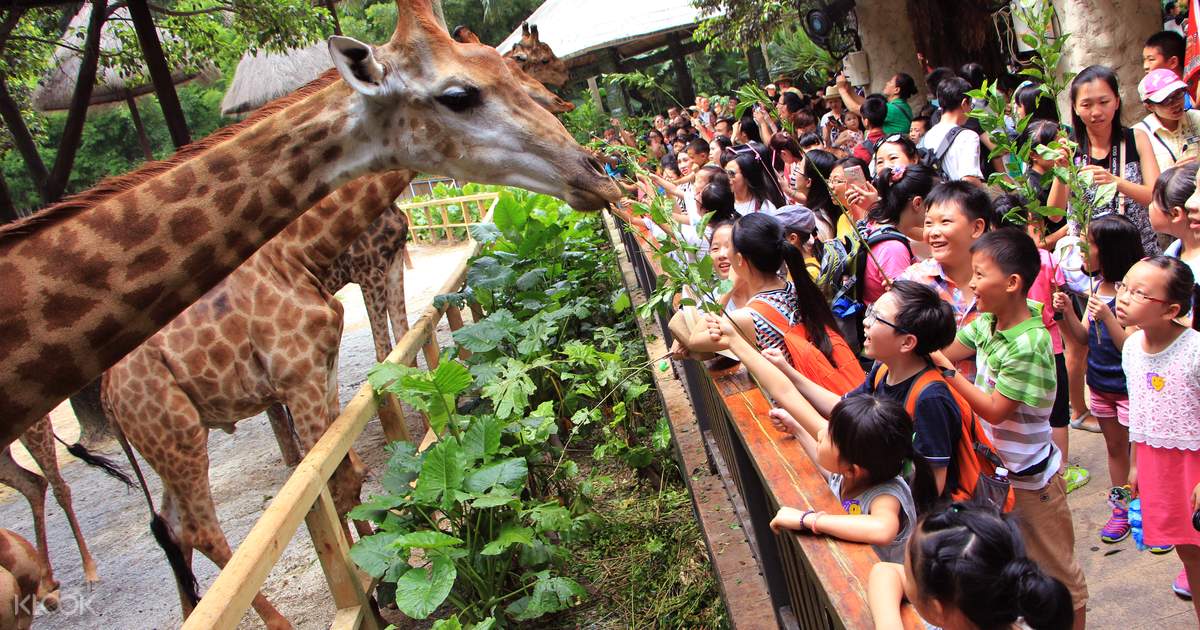 Chimelong Safari Park Guangzhou - Klook