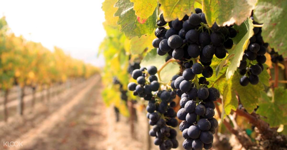 Sula Vineyards With Wine Tasting Day Tour From Mumbai Klook Us He is a committed environmentalist. sula vineyards with wine tasting day tour from mumbai klook us