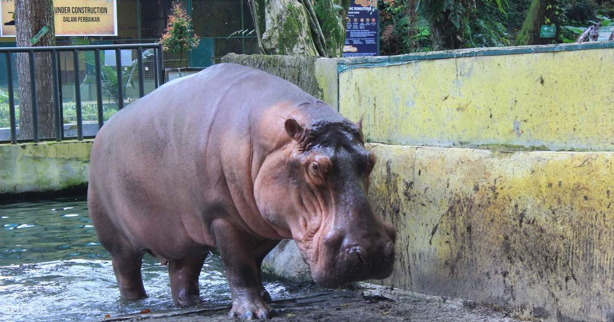 Pematang Siantar Zoo Ticekt