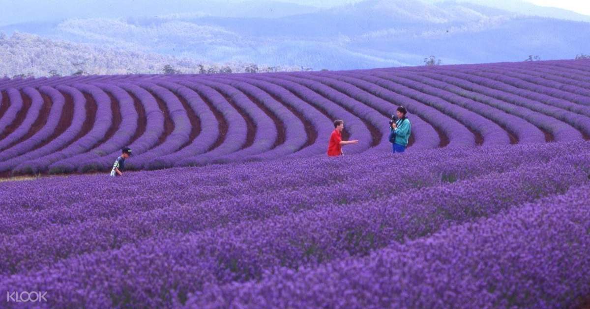 Bridestowe Lavender Estate Tour Klook Us