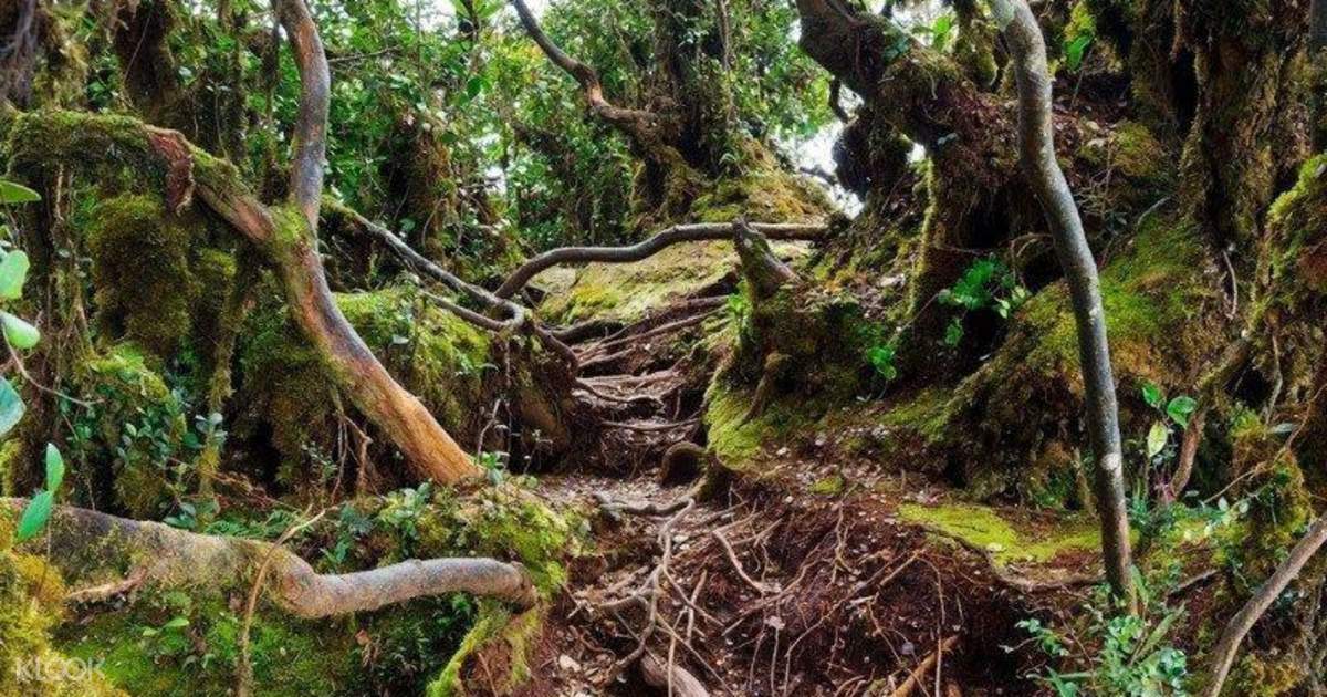 Rafflesia And Mossy Forest Tour In Cameron Highlands Malaysia Klook Hong Kong