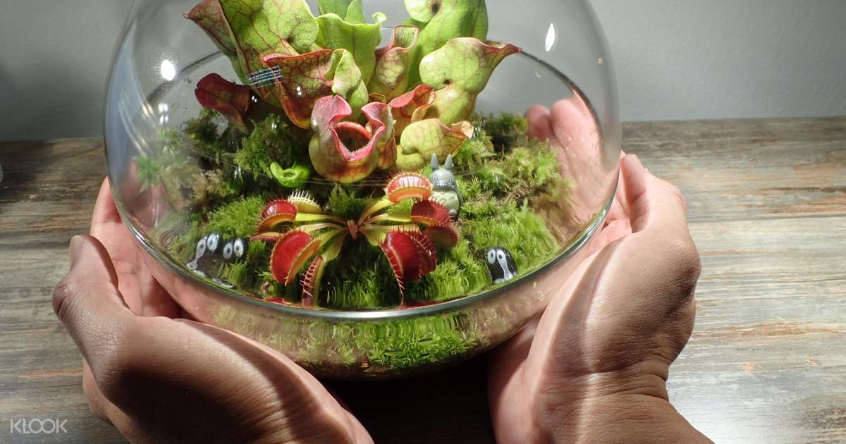Carnivorous Plants Terrarium Workshop In Penang