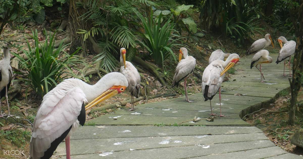Tiket Masuk Taman Burung Kl Dengan Layanan Transportasi Satu Arah Di Kuala Lumpur