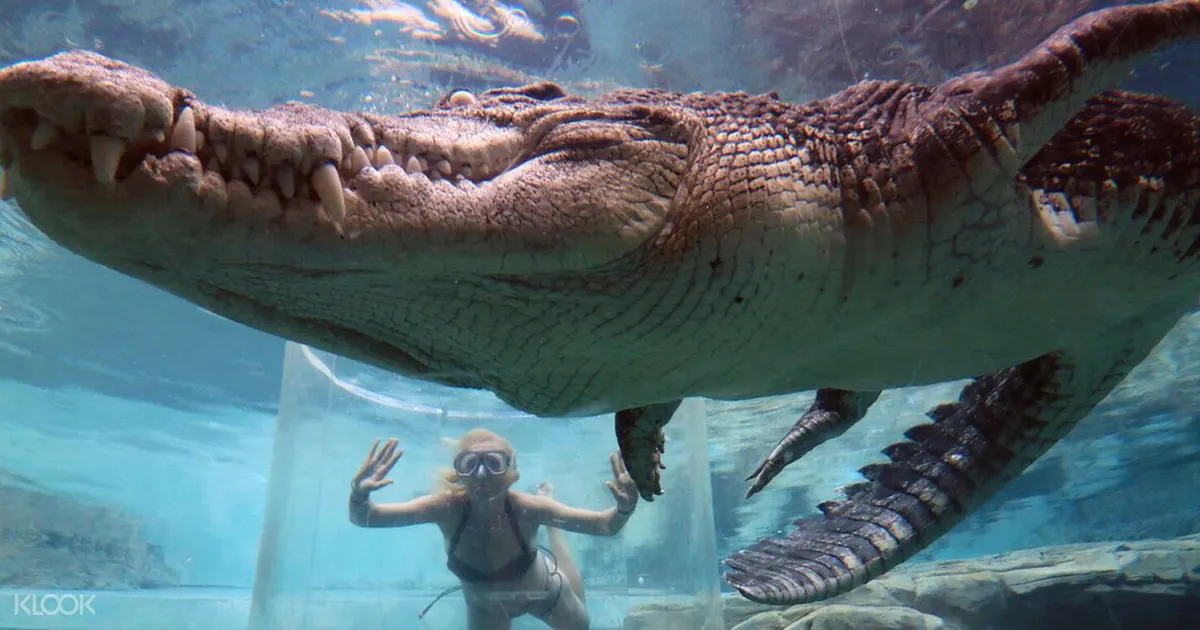 crocosaurus cove discount