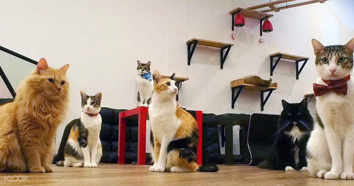 Up to 15% Off | The Cat Cafe Discounted Entrance Fee in Bugis
