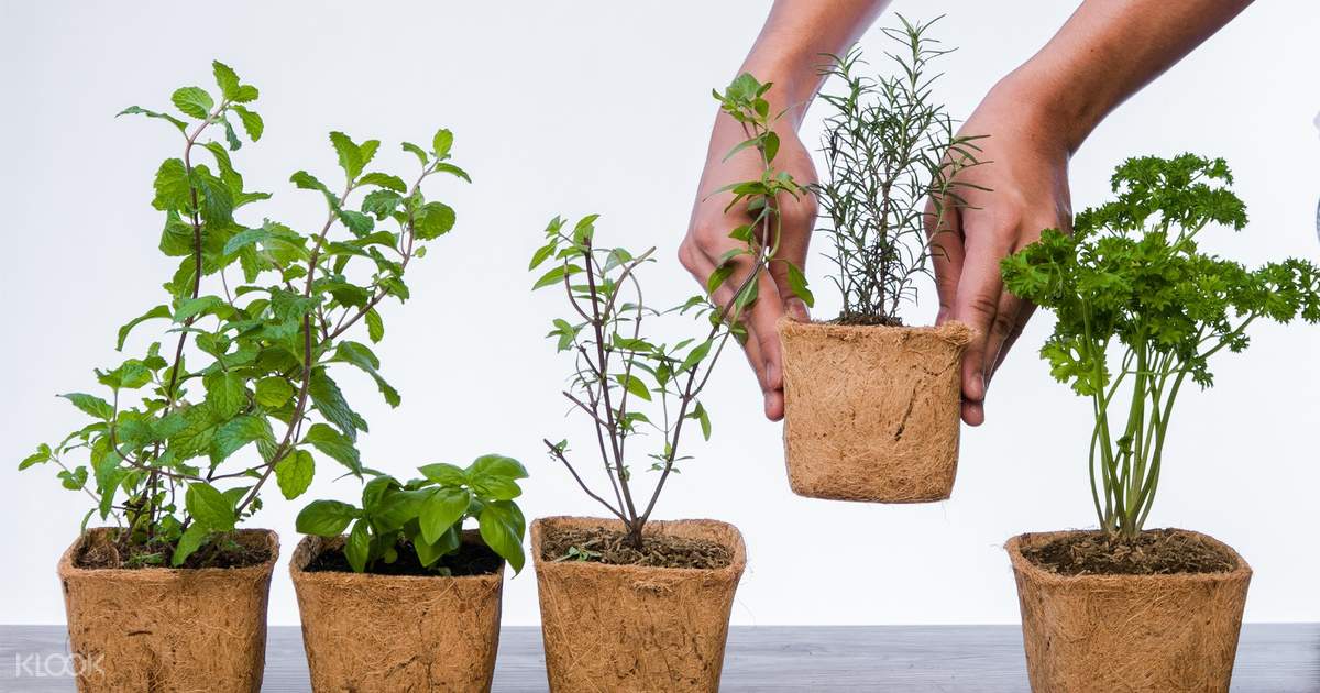 Diy Home Garden Kit With Delivery In Metro Manila