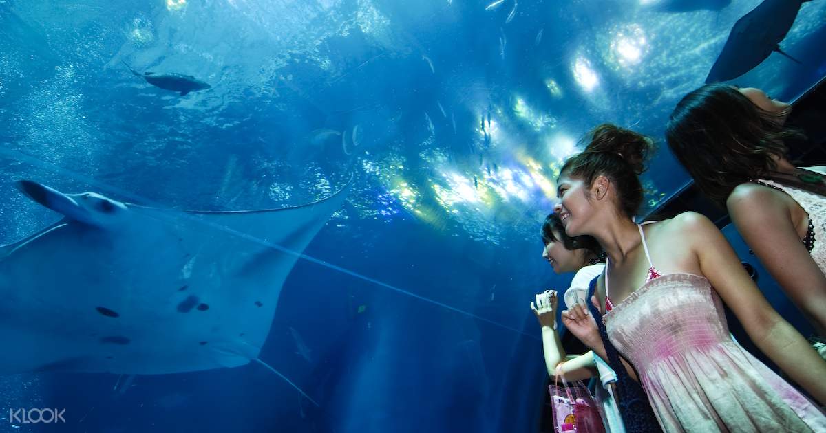 沖縄 琉球村 美ら海水族館 割引チケットの予約 Klook クルック Klook クルック 沖縄 琉球村 美ら海水族館 割引チケットの予約 Klook クルック Klook クルック