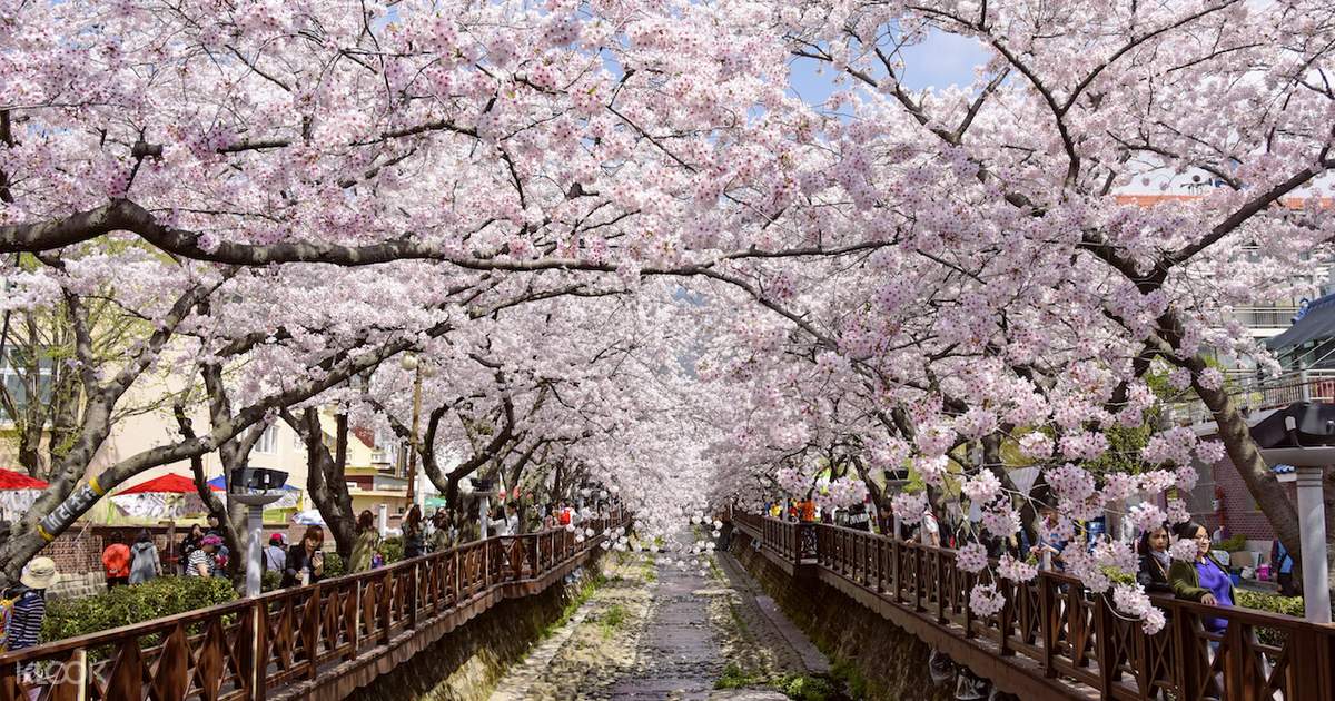 2019 Jinhae Cherry Blossom Festival Day Tour from Busan 