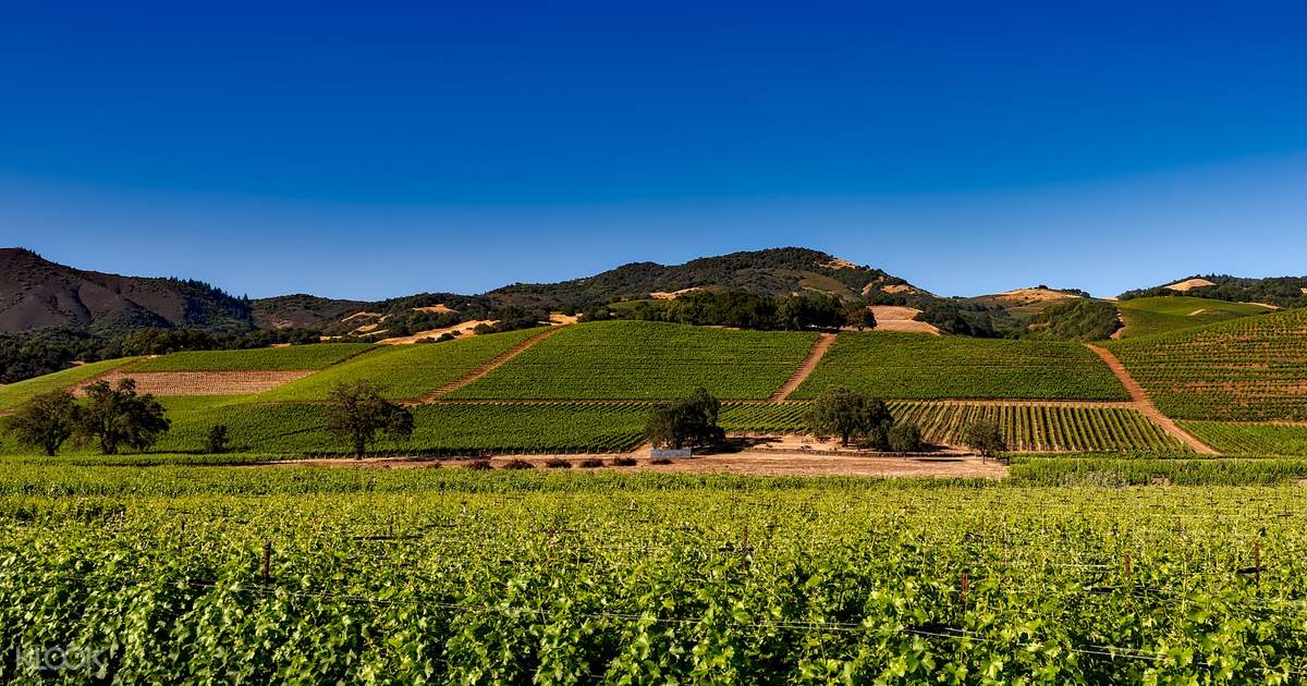 Sula Vineyards With Wine Tasting Day Tour From Mumbai Klook Us Sula vineyards is an indian winery located in nashik, maharshtra, india. sula vineyards with wine tasting day tour from mumbai klook us