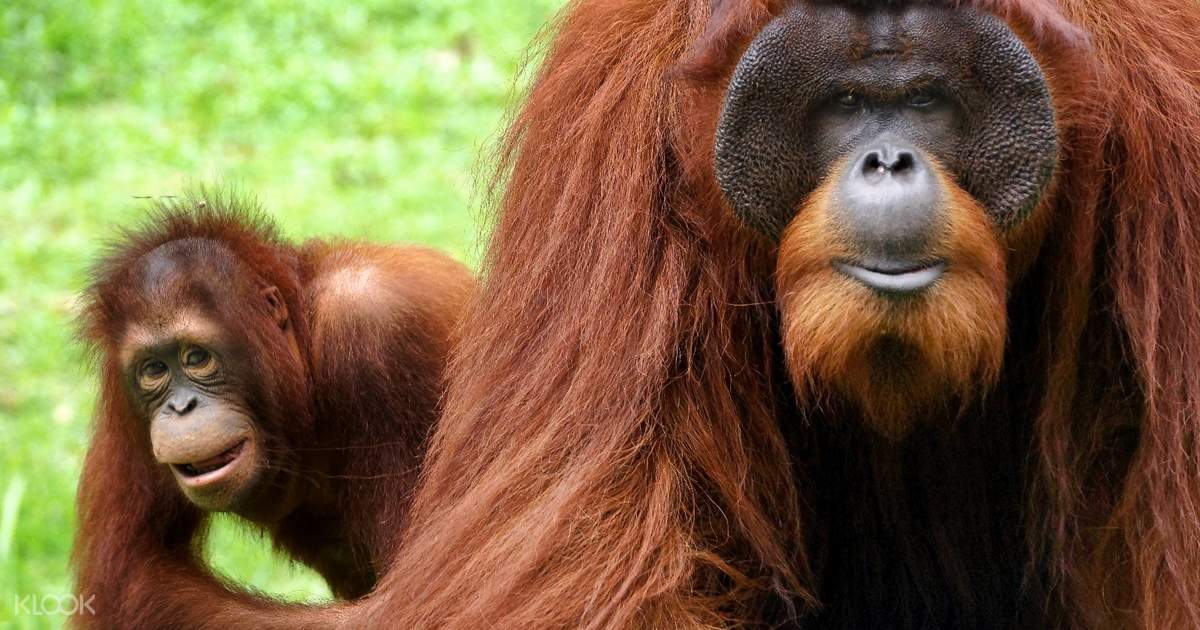 Tiket Masuk A'Famosa Safari Wonderland di Melaka, Malaysia