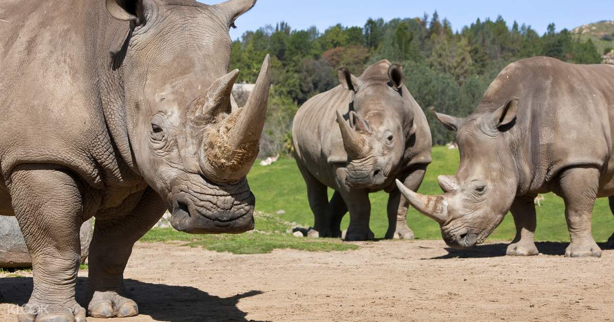 San Diego Zoo Safari Park Admission Ticket - Klook