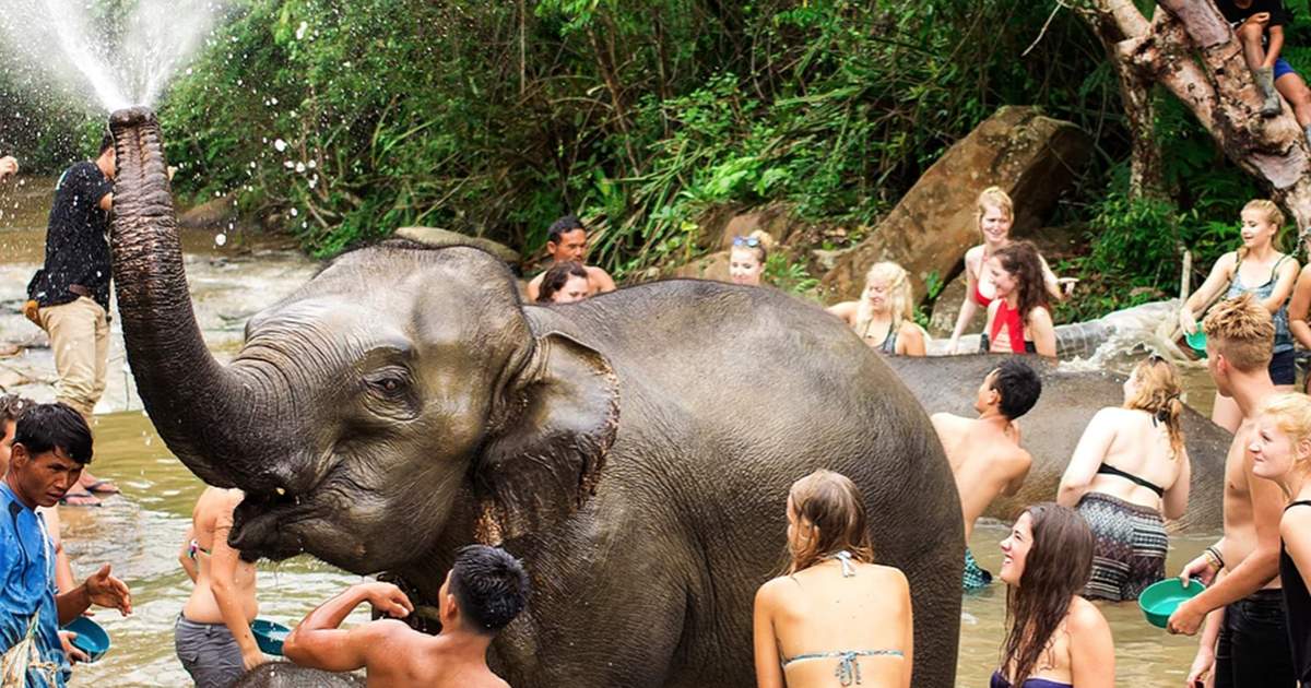 Elephant Jungle Sanctuary Phuket Experience Klook Us To enjoy an incredible outdoor experience. elephant jungle sanctuary phuket experience klook us