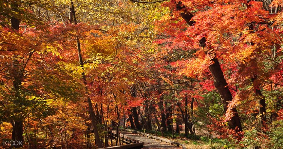 Autumn Leaves Trip Dari Busan Ke Naejangsan National Park Dan Sangnim Park Korea Selatan