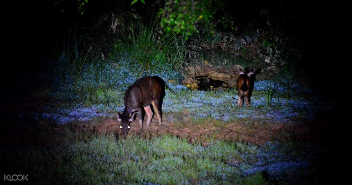 Taman Negara National Park Overnight Tours Klook New Zealand