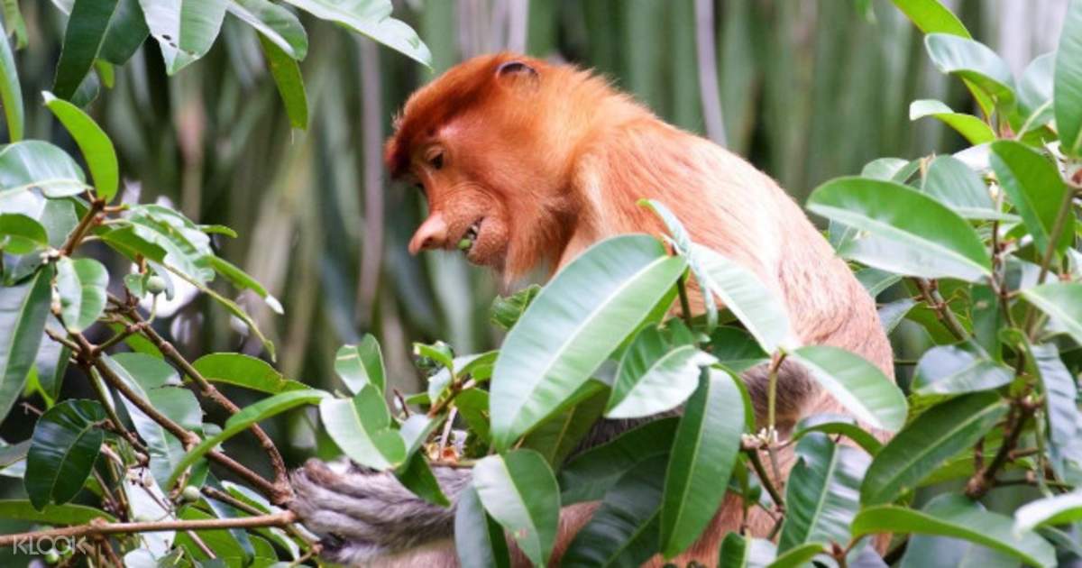 Bako National Park Day Tour Sarawak Malaysia