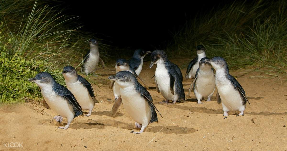 Penguin Parade Phillip Island Tour from Melbourne - Klook Australia