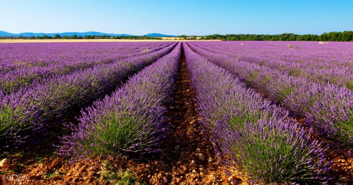 Morning Lavender Tour From Aix En Provence France Klook Singapore