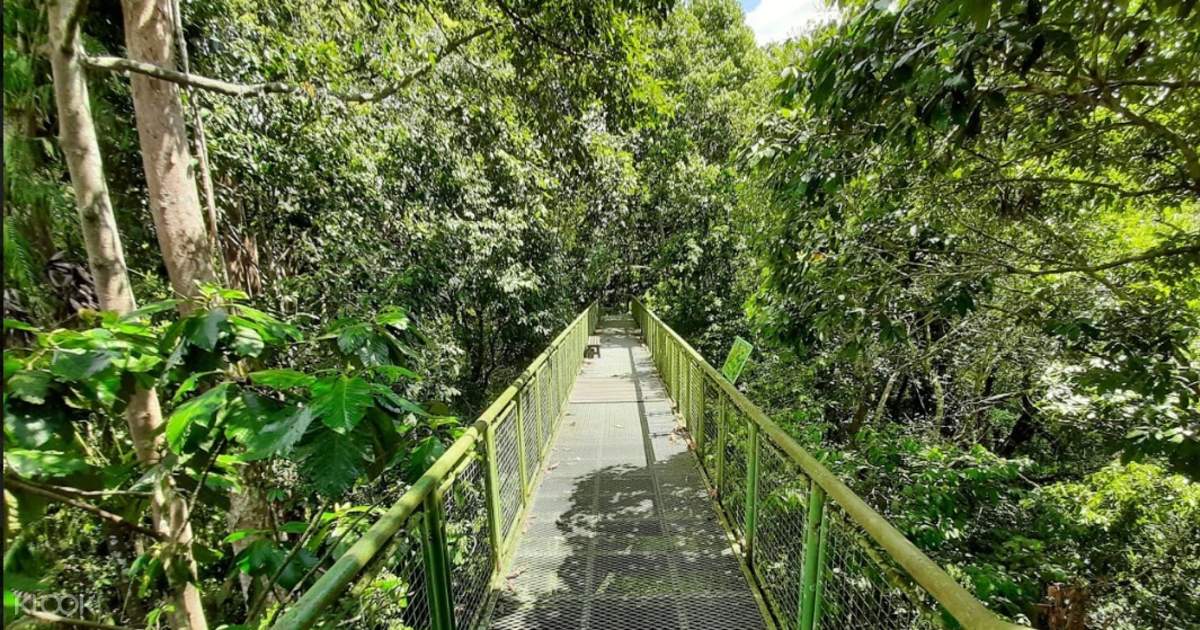 Orang Utan Rehabilitation With Sunbear Conservation And Rainforest Discovery Centre Half Day Tour In Sandakan Klook Singapore