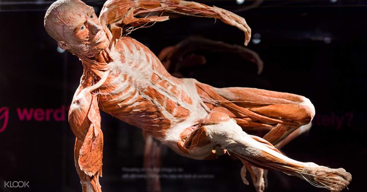 Body Worlds and Hop-On Hop-Off Bus Pass in Amsterdam, Netherlands